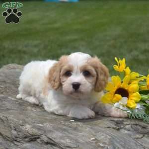 Frankie, Cavachon Puppy